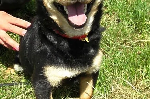 Trapcio malutki ( 6 kg ) bardzo przyjacielski psiak ADOPCJA,  małopolskie Kraków