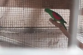 Papuga czerwonoskrzydla samiec dorosly, Krzepice