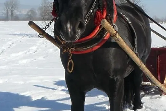 Sprzedam karego ogiera