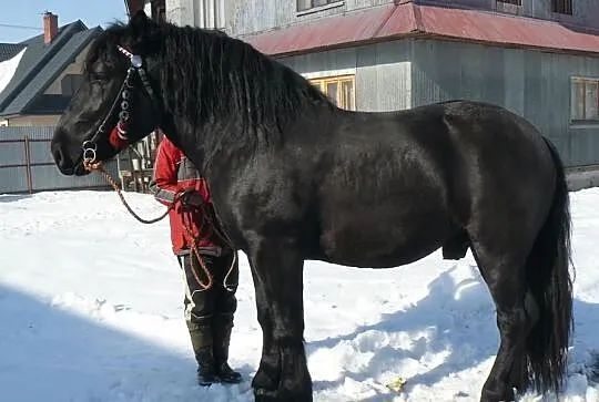 Sprzedam karego ogiera