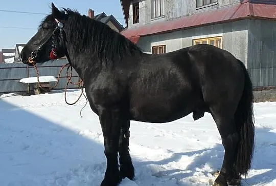 Sprzedam karego ogiera