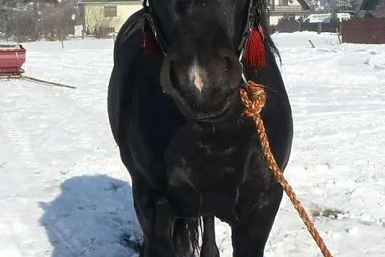 Sprzedam karego ogiera