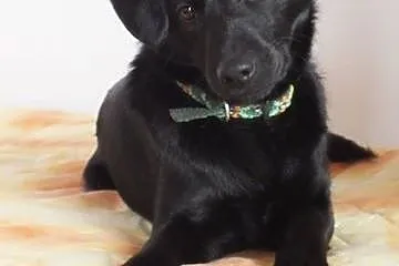 Mironek roczny przeuroczy pieseczek szuka kochającego domku,  małopolskie Kraków