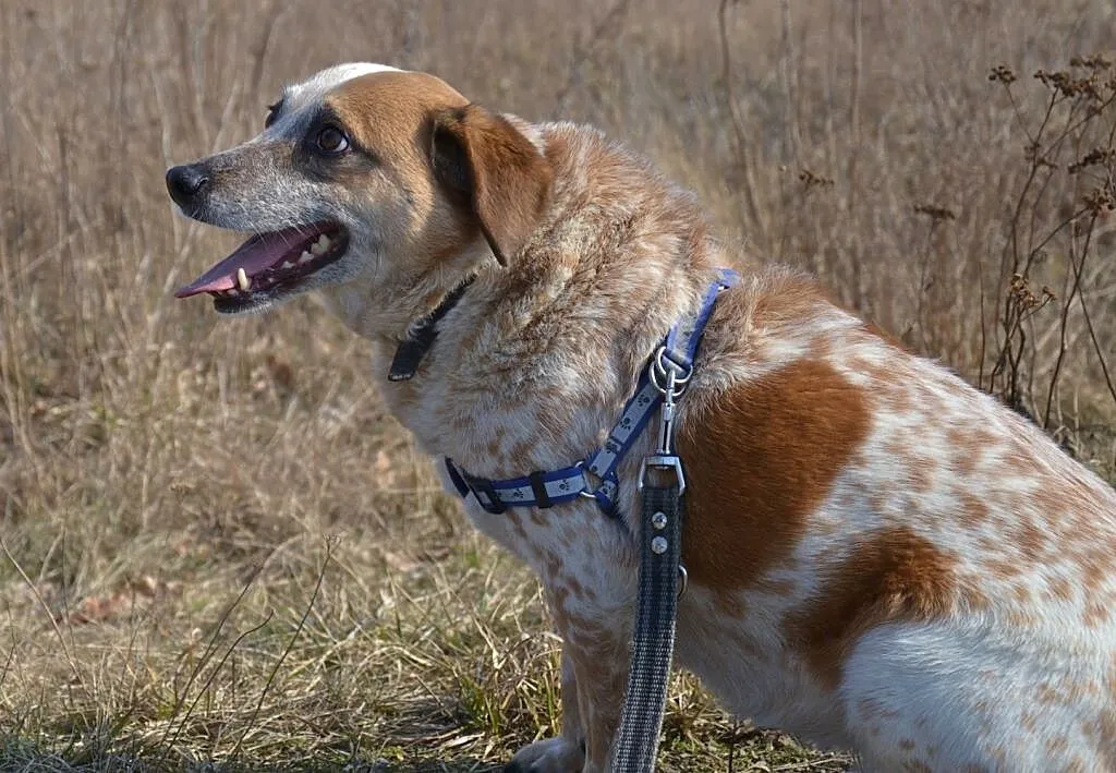 Bianka-13-15kg, biała w rude łaty, delikatna, nieśmiała suczka do ADOPCJI, Mazowieckie, Warszawa