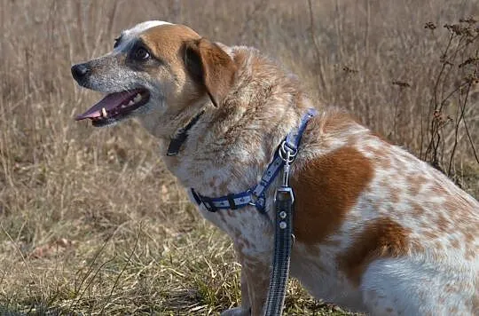 Bianka-13-15kg, biała w rude łaty, delikatna, nieśmiała suczka do ADOPCJI, Mazowieckie, Warszawa