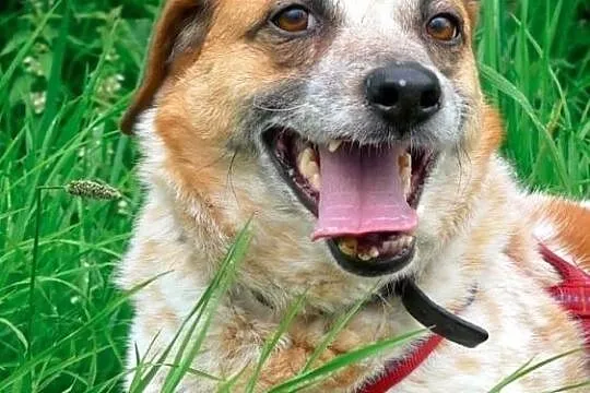 Bianka-13-15kg, biała w rude łaty, delikatna, nieśmiała suczka do ADOPCJI, Mazowieckie, Warszawa