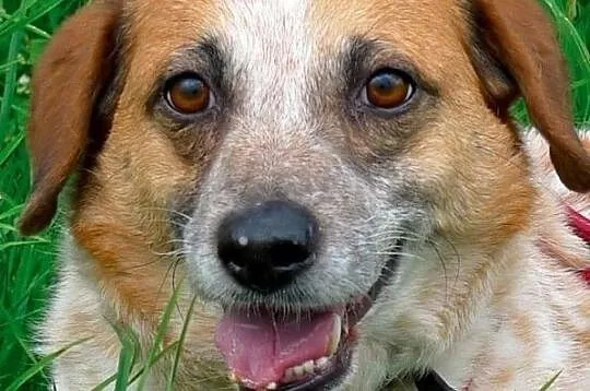 Bianka-13-15kg, biała w rude łaty, delikatna, nieśmiała suczka do ADOPCJI, Mazowieckie, Warszawa
