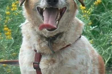 Bianka-13-15kg, biała w rude łaty, delikatna, nieśmiała suczka do ADOPCJI, Mazowieckie, Warszawa