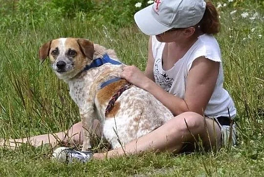 Bianka-13-15kg, biała w rude łaty, delikatna, nieśmiała suczka do ADOPCJI, Mazowieckie, Warszawa