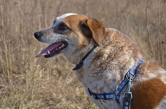 Bianka-13-15kg, biała w rude łaty, delikatna, nieśmiała suczka do ADOPCJI, Mazowieckie, Warszawa