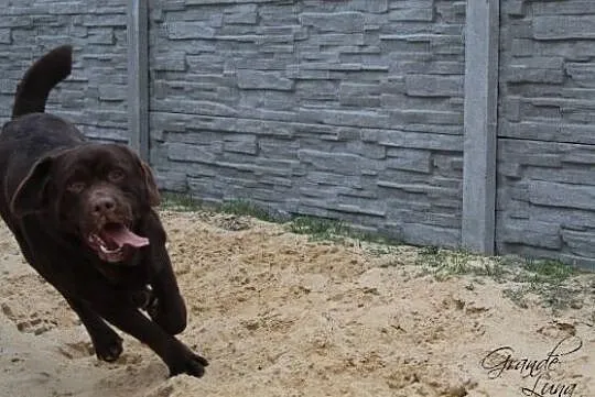 Labrador retriever czekoladowy, reproduktor,, Rzyczkowo