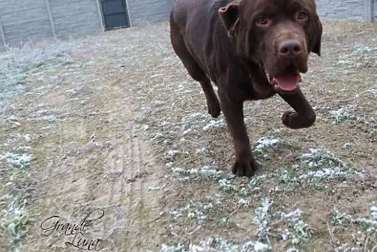 Labrador retriever czekoladowy, reproduktor,, Rzyczkowo