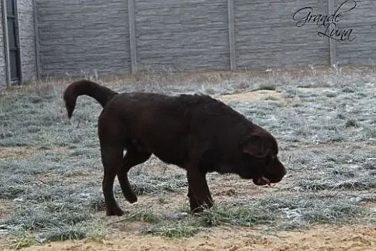 Labrador retriever czekoladowy, reproduktor,, Rzyczkowo