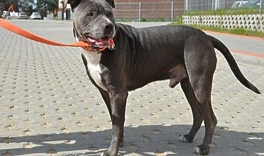 LORD uroczy pit do adopcji POZNAŃ, wielkopolskie