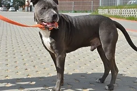 LORD uroczy pit do adopcji POZNAŃ,  wielkopolskie 