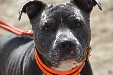 LORD uroczy pit do adopcji POZNAŃ,  wielkopolskie 