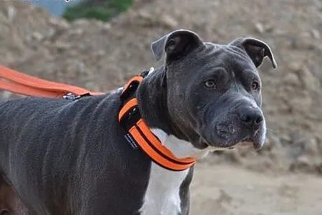LORD uroczy pit do adopcji POZNAŃ,  wielkopolskie 