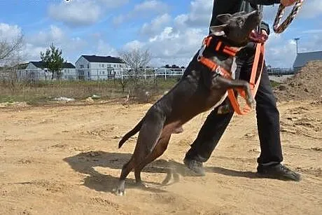 LORD uroczy pit do adopcji POZNAŃ,  wielkopolskie 