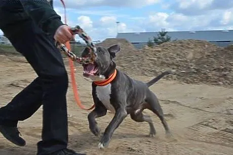 LORD uroczy pit do adopcji POZNAŃ,  wielkopolskie 