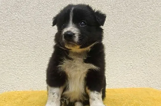 BORDER COLLIE z Hodowli - Rasowy pies z pełną dok. przebadani rodzice