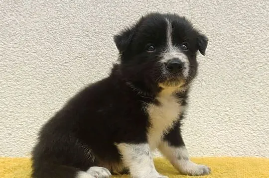 BORDER COLLIE z Hodowli - Rasowy pies z pełną dok. przebadani rodzice, Podkarpackie, Iwonicz