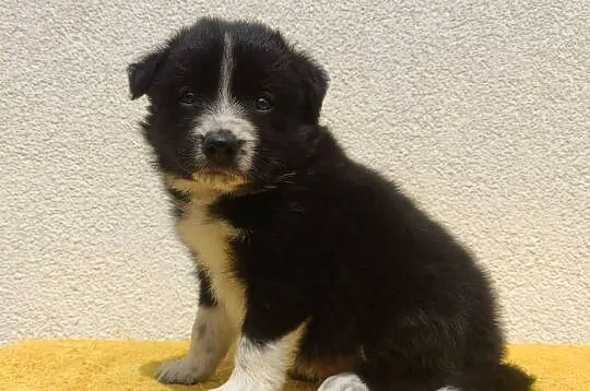 BORDER COLLIE z Hodowli - Rasowy pies z pełną dok. przebadani rodzice, Podkarpackie, Iwonicz