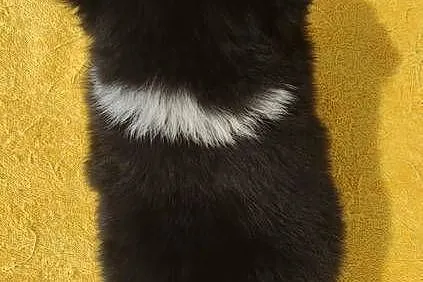 BORDER COLLIE z Hodowli - Rasowy pies z pełną dok. przebadani rodzice, Podkarpackie, Iwonicz