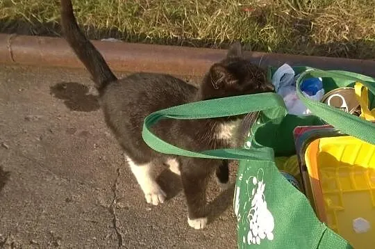 4-miesięczny Misiek potrzebuje pomocy. Uratuj koci
