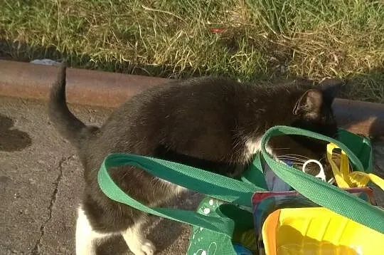 4-miesięczny Misiek potrzebuje pomocy. Uratuj koci