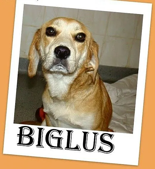 Beagle,przyjazny,towarzyski piesek BIGLUŚ.Adopcja,