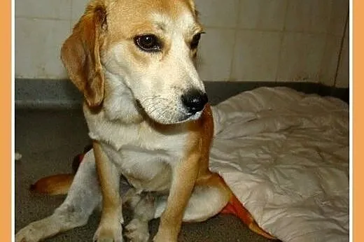 Beagle,przyjazny,towarzyski piesek BIGLUŚ.Adopcja,