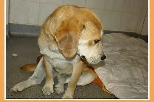 Beagle,przyjazny,towarzyski piesek BIGLUŚ.Adopcja,