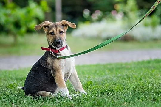 Przepiękna, 4 miesięczna Artemida SZCZENIAK do adopcji