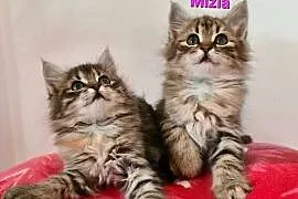 Maine Coon