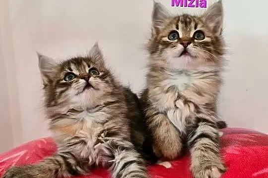Maine Coon
