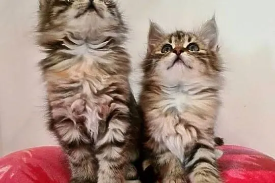 Maine Coon, Świętokrzyskie, Drygulec