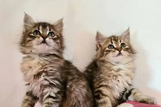 Maine Coon, Świętokrzyskie, Drygulec