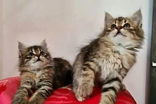 Maine Coon, Świętokrzyskie, Drygulec