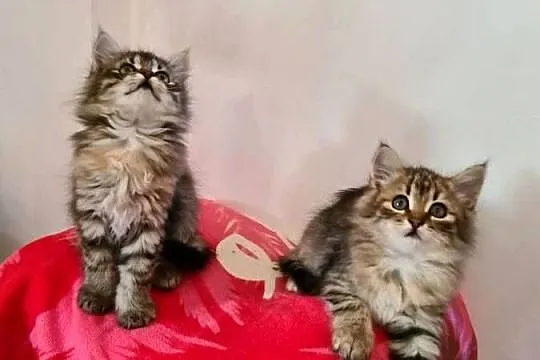 Maine Coon, Świętokrzyskie, Drygulec