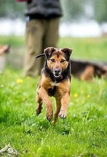 WALIK - szczenięcą radość nadal w sobie ma, adoptuj super psa! :), , Lublin