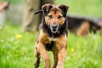 WALIK - szczenięcą radość nadal w sobie ma, adoptuj super psa! :), , Lublin