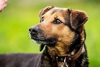 WALIK - szczenięcą radość nadal w sobie ma, adoptuj super psa! :), , Lublin
