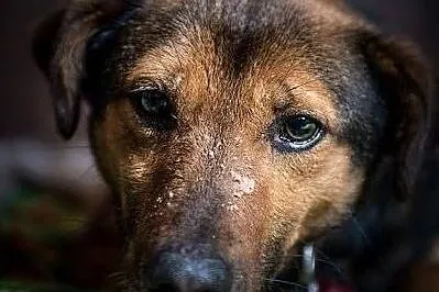 WALIK - szczenięcą radość nadal w sobie ma, adoptuj super psa! :), , Lublin