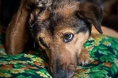 WALIK - szczenięcą radość nadal w sobie ma, adoptuj super psa! :), , Lublin