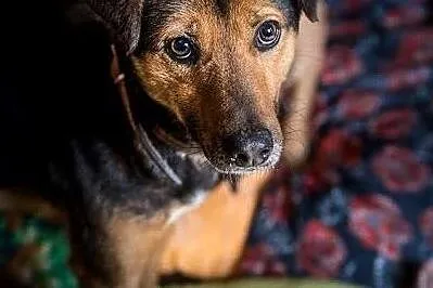 WALIK - szczenięcą radość nadal w sobie ma, adoptuj super psa! :), , Lublin