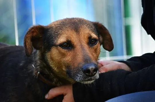 WALIK - szczenięcą radość nadal w sobie ma, adoptuj super psa! :), , Lublin