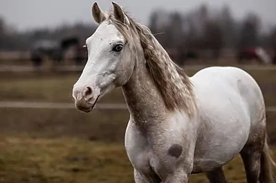 Wałach Cruzado/Lusitano