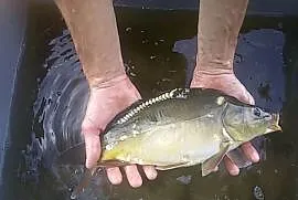RYBY NA WIGILIĘ KARP KRÓLEWSKI ,AMUR ,TOŁPYGA ,JESIOTR ,PSTRĄG