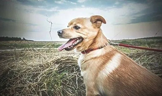 Bursztynek- jestem malutki i młodziutki a bez domu