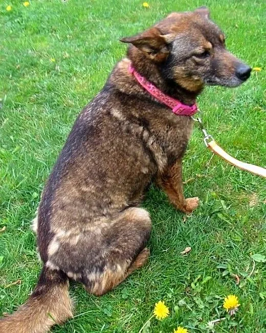 Piękna Mrówka czeka na adopcję!, mazowieckie Warszawa, Mazowieckie, Warszawa